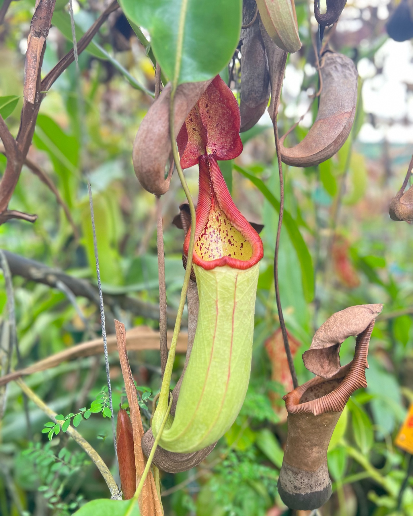Botanical Bazaar | Gold Coast Garden & Sustainability Festival