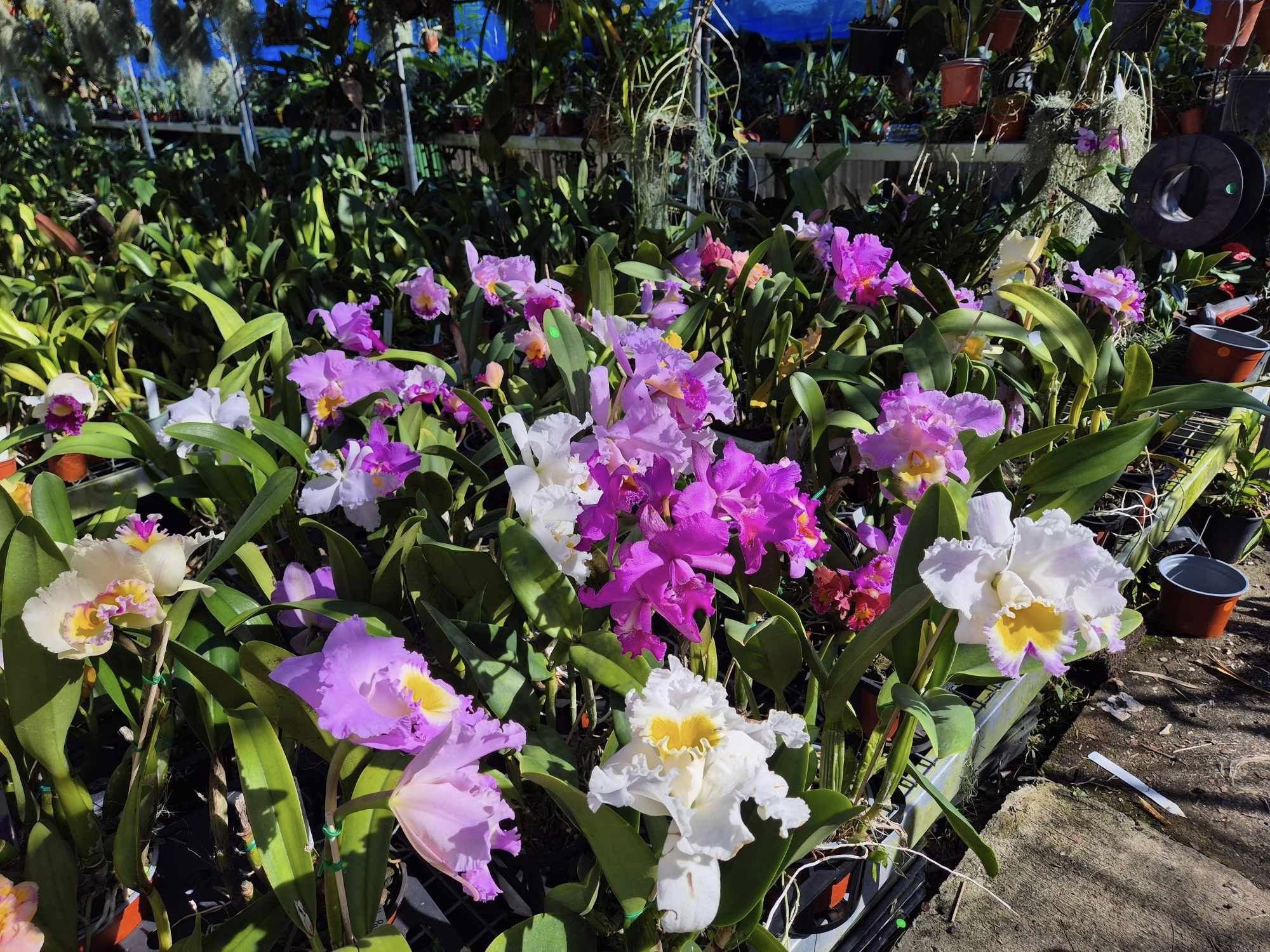 Botanical Bazaar | Gold Coast Garden & Sustainability Festival