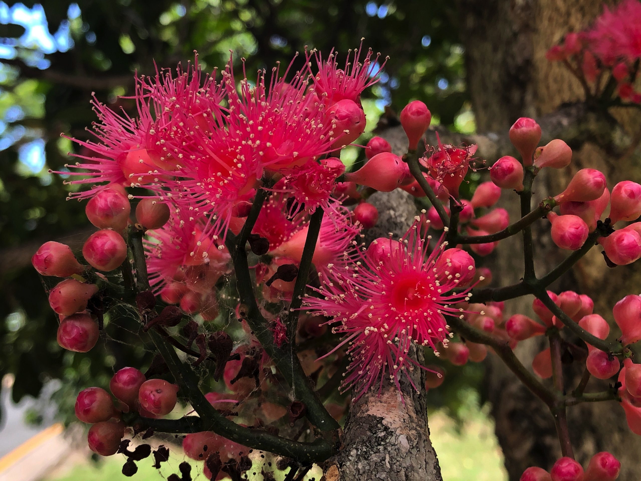 Botanical Bazaar | Gold Coast Garden & Sustainability Festival