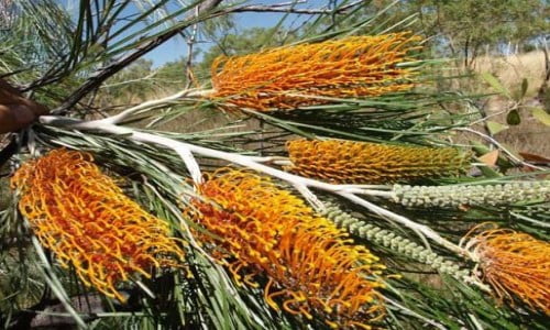 Botanical Bazaar | Gold Coast Garden & Sustainability Festival